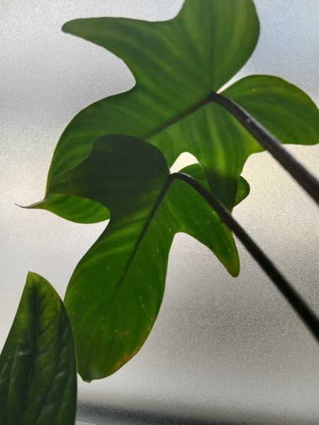 Lepkavé kapičky a pupínky na listech - nemoc, nebo škůdce?