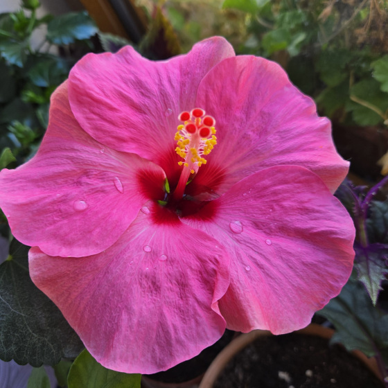 Krása a rozmanitost ibišků (Hibiscus): od zahrady po nápoje