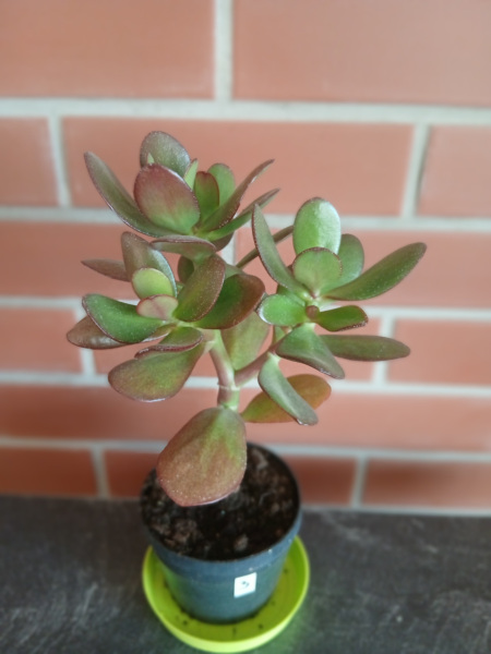 Tlustice (Crassula ovata): Strom štěstí, který přežije téměř všechno