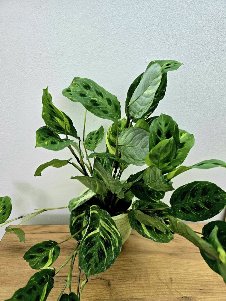 Objevte krásu marant: dekorativní listy a fascinující pohyb