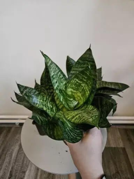 Sansevieria: nenáročná stálice do každého interiéru