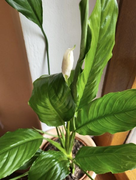 Toulcovka (Spathiphyllum): Drama queen mezi pokojovými rostlinami