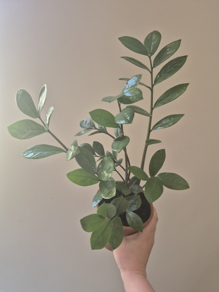 Zamiokulkas: Téměř nezničitelná královna mezi pokojovkami