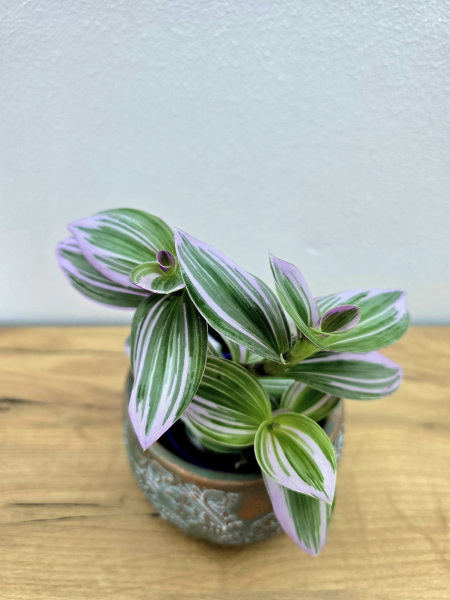 Tradescantia (podeňka, voděnka) – rostlina, kterou zvládnete pěstovat jen ve vodě