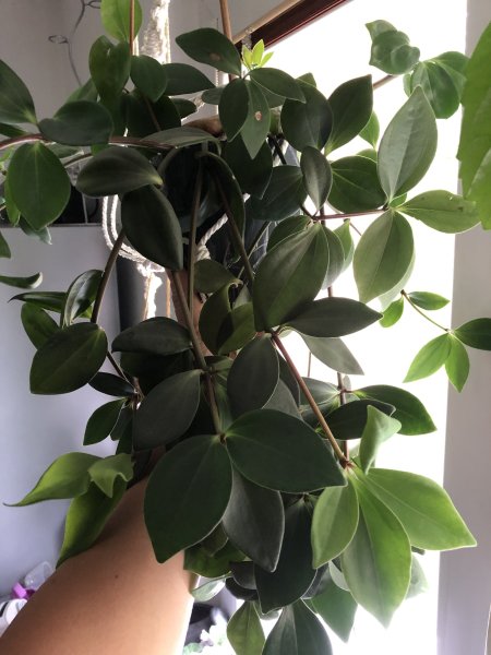 Pepřinec (Peperomia): Rodina, která překvapí svou rozmanitostí a nenáročností