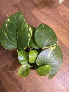 Epipremnum Aureum