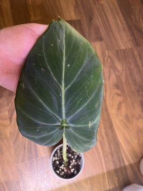 Philodendron Gloriosum