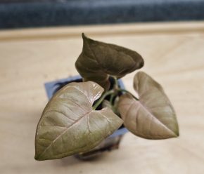 Syngonium 'Red heart'