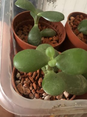 Tlustice - baby rostlina .