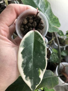 Hoya Crimson Princess - rostlina.