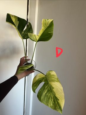 Monstera Aurea small from D