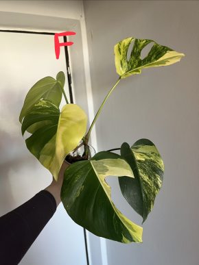 Monstera Aurea small form F
