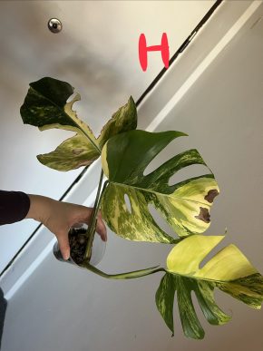 Monstera Aurea small from H