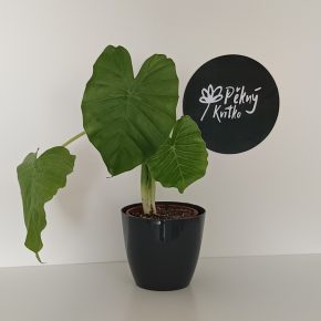 Alocasia Macrorrhizos | Giant Taro