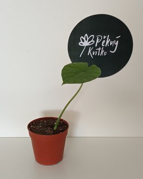 Alocasia Macrorrhizos | Giant Taro