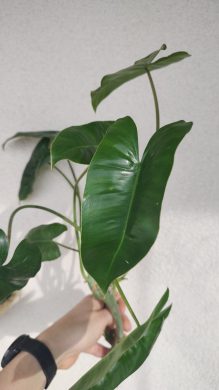 Filodendron Burle Marx