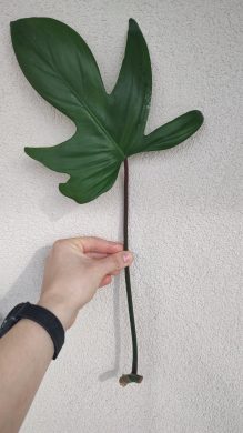 Filodendron Florida
