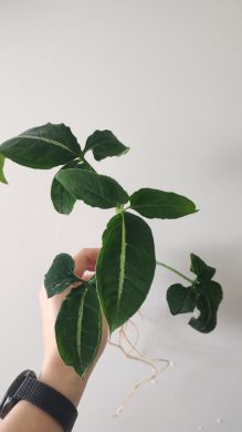 Syngonium wendlandii