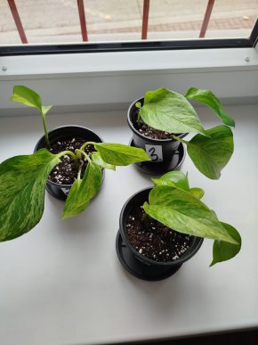 Epipremnum marbel queen