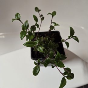 Tradescantia fluminensis