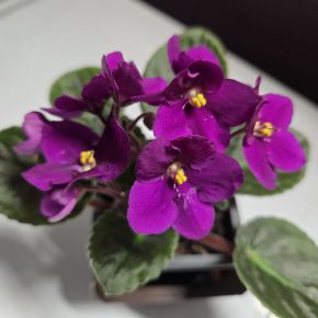 Fialka tmavě růžová