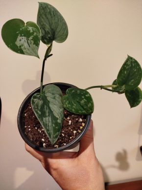 Scindapsus Silver Ann