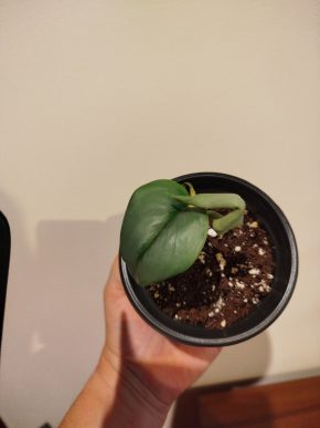 Scindapsus treubi moonlight