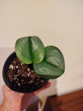 Scindapsus treubi moonlight