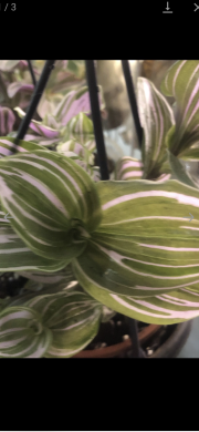 Tradescantia Pink Clone čerstvý řizek .