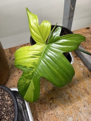 Philodendron pedatum variegata