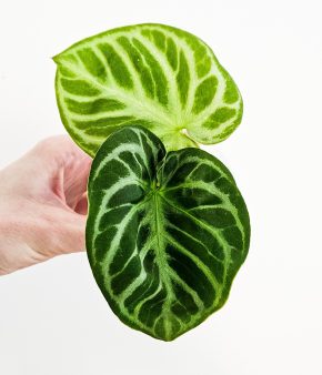 Anthurium silver blush