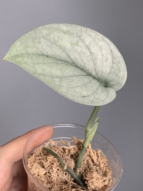 Scindapsus Las Capas