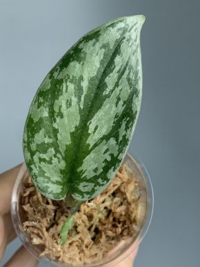 Scindapsus Army Tricolor