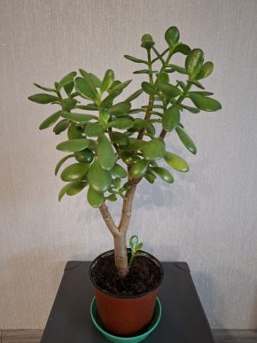 Crassula 1