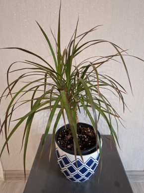 Dracena