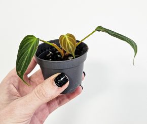 Philodendron melanochrysum