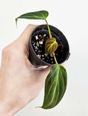 Philodendron melanochrysum