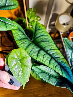 Alocasia Platinum sběratelská rostlina baby