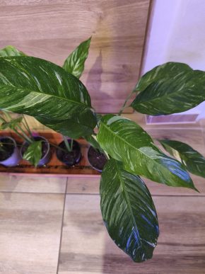Spathiphyllum diamondts ( lopatkovec )