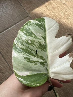 Monstera Albo variegata