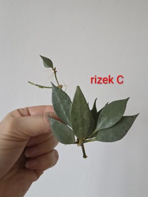 Hoya lacunosa 'Mint'