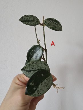 Hoya Mathilde silver splash