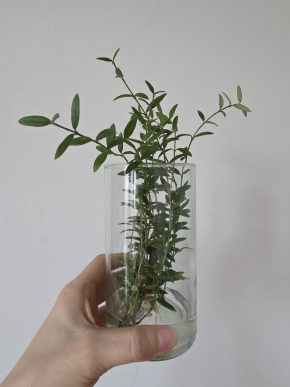 Hoya engleriana - řízek