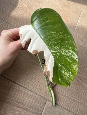 Monstera Albo variegata