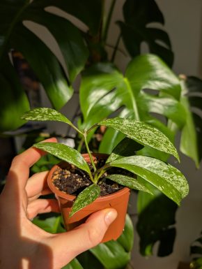 Hoya pubicalyx splash