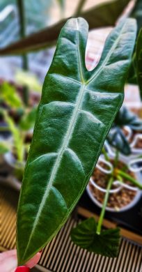 Alocasia Longiloba