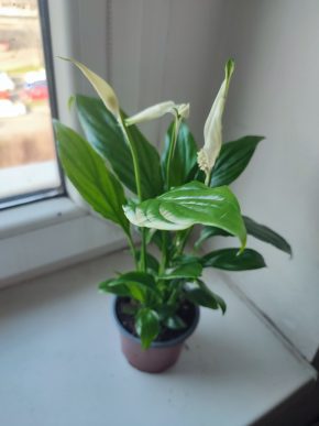 Lopatkovec / Spathiphyllum / Toulcovka #2