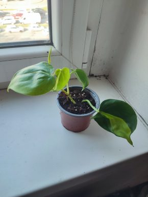 Philodendron Brasil #3