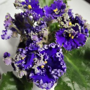 Fialka "curly", zakořeněný trsík, nakvétá