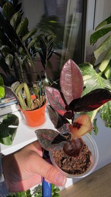 Zamioculcas variegata raven pink